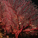 fan_coral