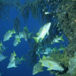 snappers